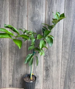 Ponderosa Lemon in half Gallon Pot, Grafted, no shipping to ca,az,ak,tx,hi,la,pr,usvi - Image 6