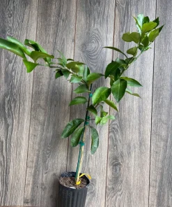 Ponderosa Lemon in half Gallon Pot, Grafted, no shipping to ca,az,ak,tx,hi,la,pr,usvi - Image 7