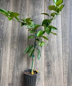 Ponderosa Lemon in half Gallon Pot, Grafted, no shipping to ca,az,ak,tx,hi,la,pr,usvi - Image 8
