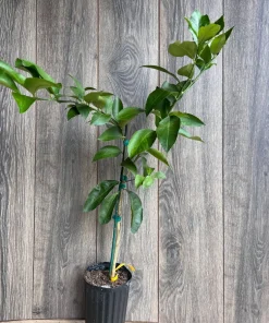 Ponderosa Lemon in half Gallon Pot, Grafted, no shipping to ca,az,ak,tx,hi,la,pr,usvi - Image 9