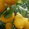 Ponderosa Lemon in half Gallon Pot, Grafted, no shipping to ca,az,ak,tx,hi,la,pr,usvi - Image 1