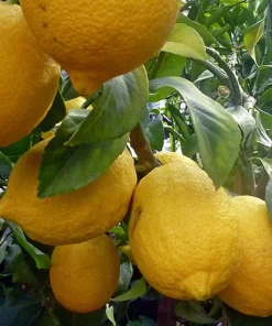 Ponderosa Lemon in half Gallon Pot, Grafted, no shipping to ca,az,ak,tx,hi,la,pr,usvi - Image 1