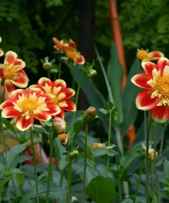 Pooh Collarette Dahlia Root Clump - Vivid Orange & Yellow, 24-40