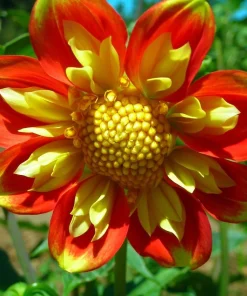 Pooh Collarette Dahlia Root Clump - Vivid Orange & Yellow, 24-40