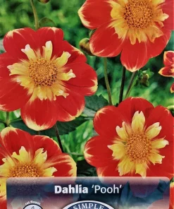 Pooh Collarette Dahlia Root Clump - Vivid Orange & Yellow, 24-40