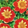 Pooh Collarette Dahlia Root Clump - Vivid Orange & Yellow, 24-40" Tall, Outdoor - Image 1