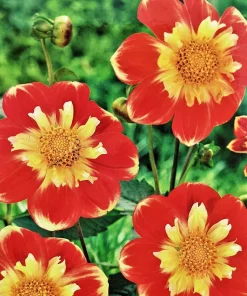 Pooh Collarette Dahlia Root Clump - Vivid Orange & Yellow, 24-40
