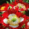 Poppy Danish Flag Seeds - Red & White Cross Flowers - 1000 Seeds Non-GMO - Image 1