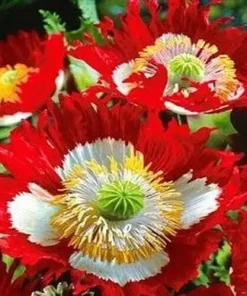 Poppy Danish Flag Seeds - Red & White Cross Flowers - 1000 Seeds Non-GMO - Image 1