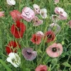 Poppy Fairy Wings Seeds - 50 Seed Packet - Unique Poppy Mix - Image 1