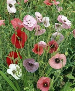 Poppy Fairy Wings Seeds - 50 Seed Packet - Unique Poppy Mix - Image 1