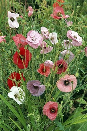 Poppy Fairy Wings Seeds - 50 Seed Packet - Unique Poppy Mix - Image 1