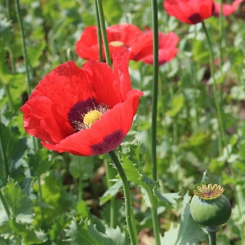 Poppy Flower Seeds (Papaver somniferum) - 1000 Seeds for Outdoor Planting - Image 1