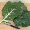 Portuguese Kale Seeds - Beira Variety - 20 Seeds - Spring/Fall Harvest - Image 1
