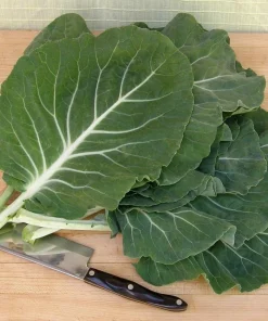 Portuguese Kale Seeds - Beira Variety - 20 Seeds - Spring/Fall Harvest - Image 1