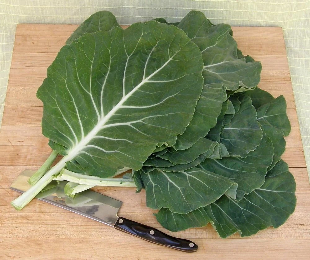 Portuguese Kale Seeds - Beira Variety - 20 Seeds - Spring/Fall Harvest - Image 1