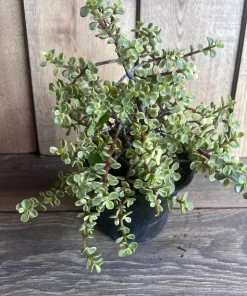 Portulacaria afra Variegata in 6