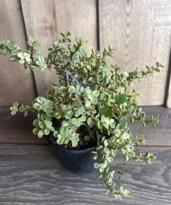 Portulacaria afra Variegata in 6