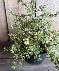 Portulacaria afra Variegata in 6
