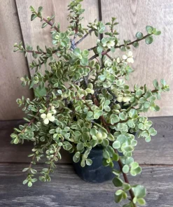 Portulacaria afra Variegata in 6