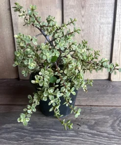 Portulacaria afra Variegata in 6