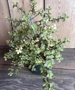 Portulacaria afra Variegata in 6