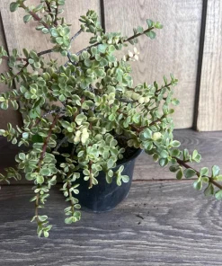 Portulacaria afra Variegata in 6