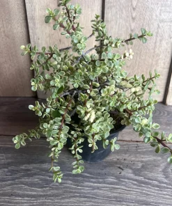 Portulacaria afra Variegata in 6