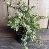 Portulacaria afra Variegata in 6" pot, Variegated Elephant Bush, variegated jade plant - Image 1