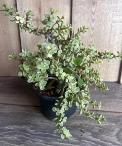 Portulacaria afra Variegata in 6