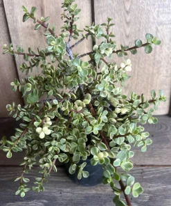 Portulacaria afra Variegata in 6