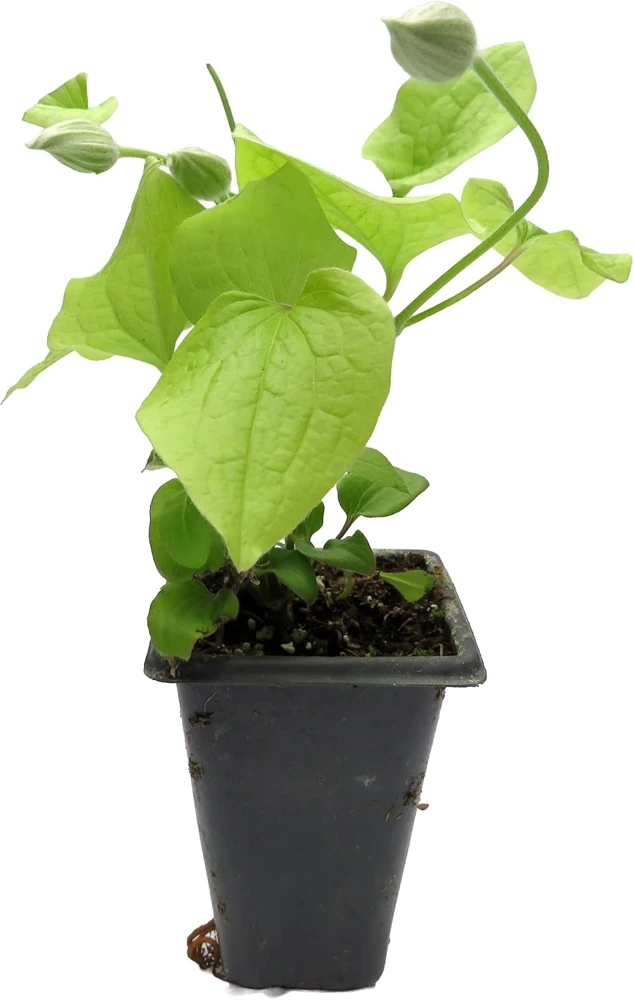 Poseidon Clematis Vine Live Plant - Fragrant Pink Flowers - 2.5 inch Pot - Image 2