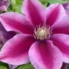 Poseidon Clematis Vine Live Plant - Fragrant Pink Flowers - 2.5 inch Pot - Image 1