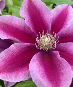 Poseidon Clematis Vine Live Plant - Fragrant Pink Flowers - 2.5 inch Pot - Image 1