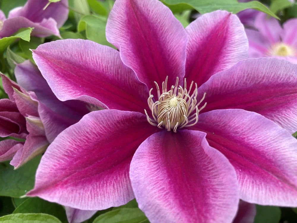 Poseidon Clematis Vine Live Plant - Fragrant Pink Flowers - 2.5 inch Pot - Image 1