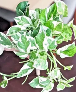 Pothos Pearls and Jade Seeds - 10 Seeds - Variegated Indoor House Plant - Image 2