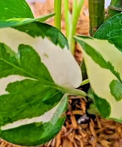Pothos Pearls and Jade Seeds - 10 Seeds - Variegated Indoor House Plant - Image 3