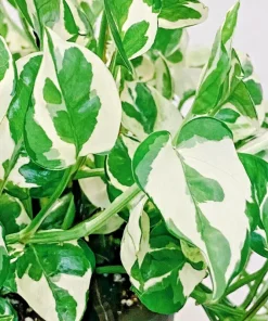 Pothos Pearls and Jade Seeds - 10 Seeds - Variegated Indoor House Plant - Image 1