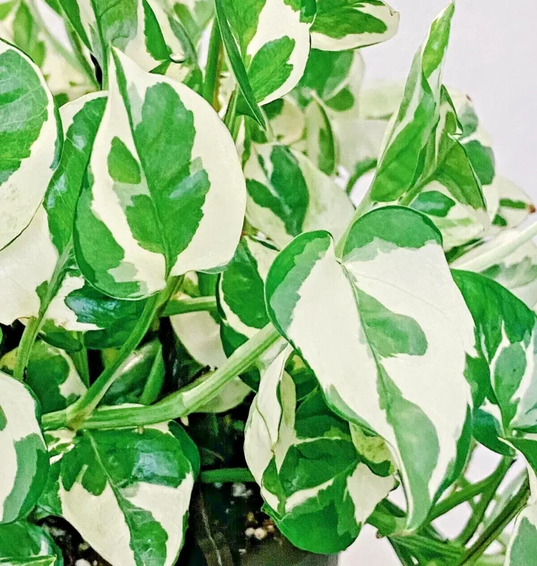 Pothos Pearls and Jade Seeds - 10 Seeds - Variegated Indoor House Plant - Image 1