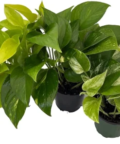 Pothos Plant Assortment - 3 Live Plants in 4 inch Pots - Easy Care Indoor Houseplant - Image 2