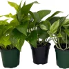 Pothos Plant Assortment - 3 Live Plants in 4 inch Pots - Easy Care Indoor Houseplant - Image 1