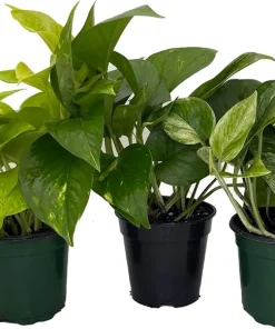 Pothos Plant Assortment - 3 Live Plants in 4 inch Pots - Easy Care Indoor Houseplant - Image 1