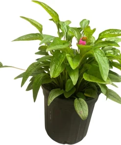 Pow Wow Wild Berry Coneflower - Echinacea Live Plant - 1 Gallon Pot - Outdoor Perennial - Image 2