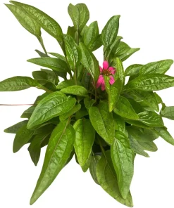 Pow Wow Wild Berry Coneflower - Echinacea Live Plant - 1 Gallon Pot - Outdoor Perennial - Image 3
