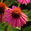 Pow Wow Wild Berry Coneflower - Echinacea Live Plant - 1 Gallon Pot - Outdoor Perennial - Image 1