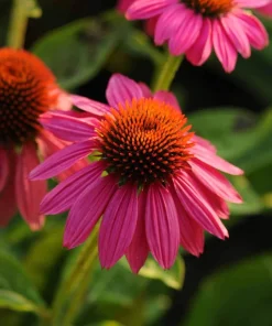 Pow Wow Wild Berry Coneflower - Echinacea Live Plant - 1 Gallon Pot - Outdoor Perennial - Image 1