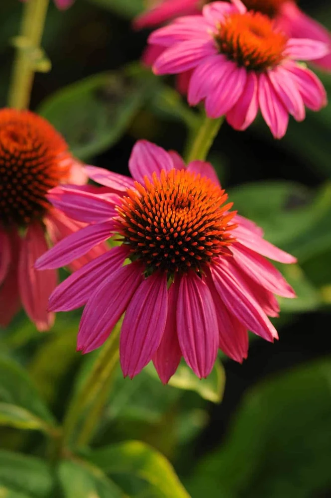 Pow Wow Wild Berry Coneflower - Echinacea Live Plant - 1 Gallon Pot - Outdoor Perennial - Image 1