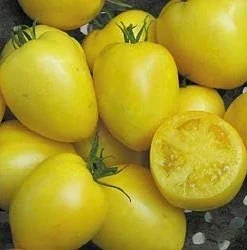 Powers Heirloom Tomato Seeds – Yellow Paste Tomato Seeds – 20 Seeds – Indeterminate - Image 1