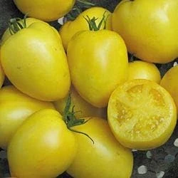 Powers Heirloom Tomato Seeds – Yellow Paste Tomato Seeds – 20 Seeds – Indeterminate - Image 1