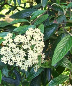 Pragense Viburnum Live Plant – 3 inch Pot, 6-12 inch Tall, Semi-Evergreen Shrub - Image 2